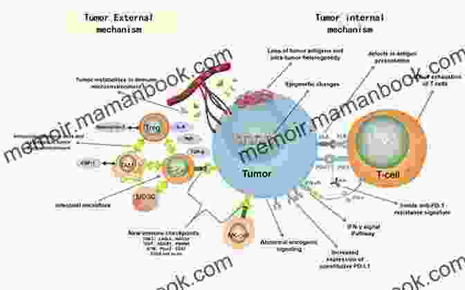 A Diagram Illustrating The Mechanism Of Action Of Immunotherapies For Cancer, Where The Immune System Is Activated To Target And Eliminate Cancer Cells. Hope For The Violently Aggressive Child: New Diagnoses And Treatments That Work
