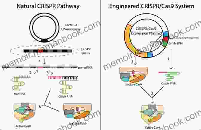 A Schematic Representation Of The CRISPR Cas9 Gene Editing System, Showcasing Its Ability To Target And Modify Specific DNA Sequences. Hope For The Violently Aggressive Child: New Diagnoses And Treatments That Work