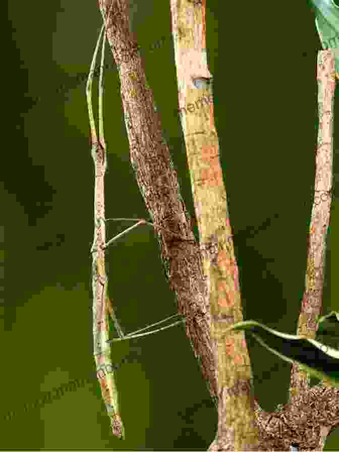 A Stick Insect Perfectly Camouflaged Among Leaves And Twigs The Art Of Invisibility: The World S Most Famous Hacker Teaches You How To Be Safe In The Age Of Big Brother And Big Data