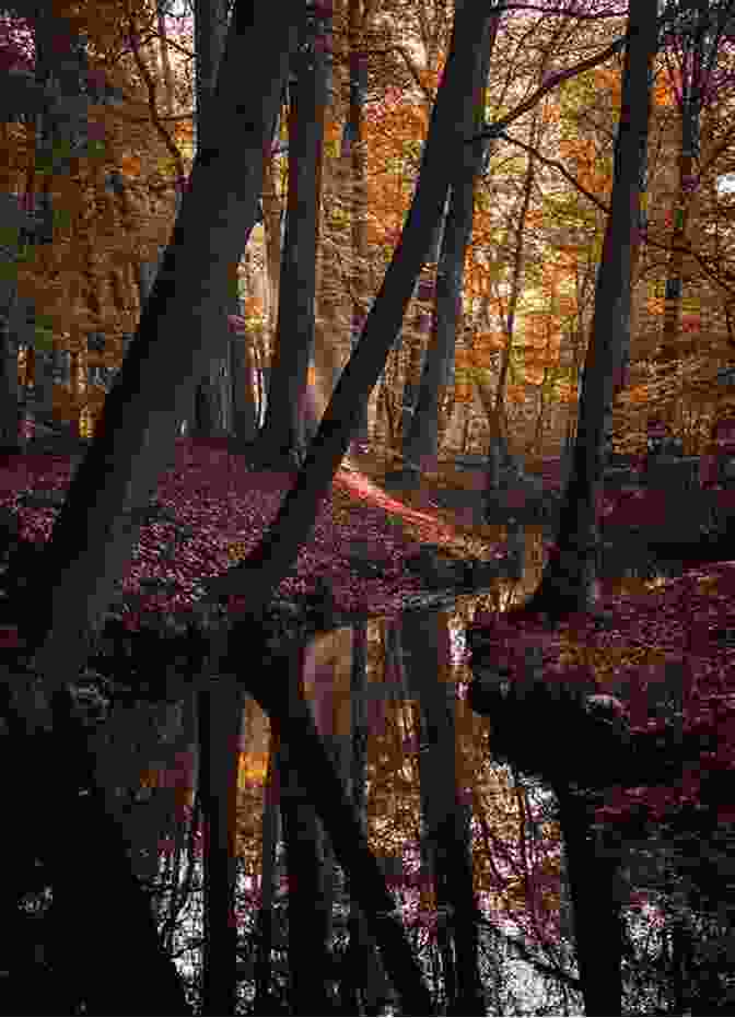 Erik Schubach Capturing The Abstract Beauty Of A Forest As A Symphony Of Light And Shadow Oops Erik Schubach