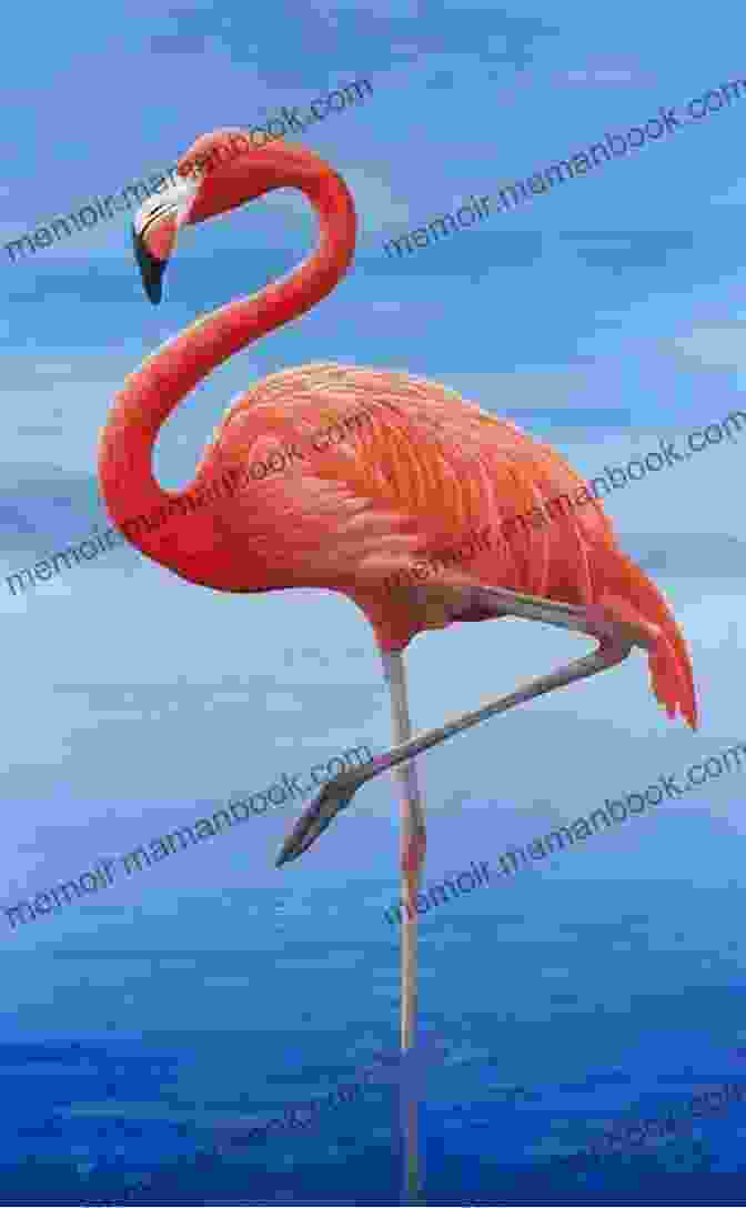 Franklin The Flamingo Standing Tall In The Shimmering Waters Of A Lagoon Fly Mingoo Banking : The Adventures Of Franklin The Flamingo 2