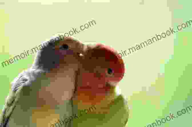 Two Lovebirds Perched Together, Their Beaks Touching In A Tender Kiss Lovebird Short Story